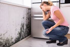 Best Mold Prevention Services  in Southern Shores, NC